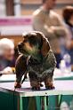 Crufts2011_2 1046